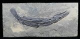 Garfish From Messel Shales, Germany - Collector Specimen #50715-1